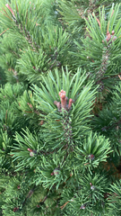 Pinus mugo