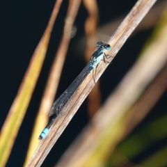 Ischnura heterosticta