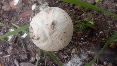 Agaricus deserticola