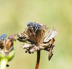 Astata