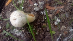 Agaricus deserticola