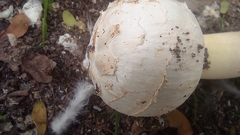 Agaricus deserticola