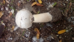 Agaricus deserticola
