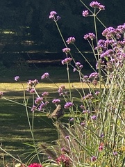 Zonotrichia leucophrys