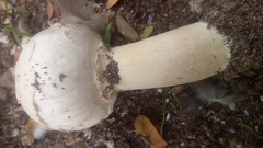 Agaricus deserticola