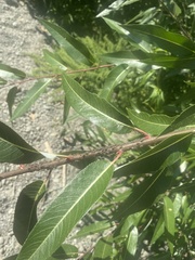 Salix laevigata