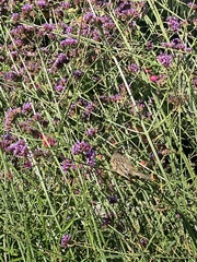 Zonotrichia leucophrys