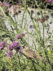 Zonotrichia leucophrys