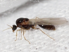 Solenopsis molesta