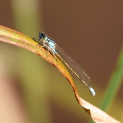 Ischnura heterosticta