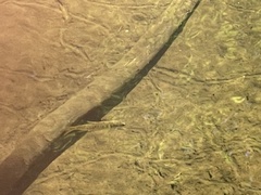Oncorhynchus kisutch