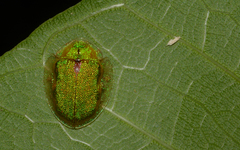 Eurypepla brevilineata