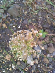 Erigeron