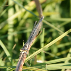 Ischnura heterosticta