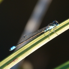 Ischnura heterosticta