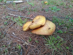 Suillus