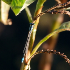 Ischnura heterosticta