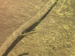 Oncorhynchus kisutch