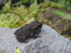 Anaxyrus boreas