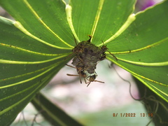 Mischocyttarus mexicanus cubicola