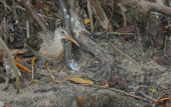 Rallus crepitans