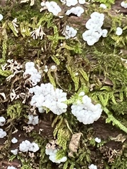 Arcyria cinerea