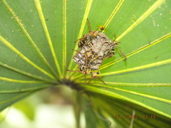 Mischocyttarus mexicanus cubicola