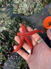 Henricia