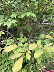 Euonymus alatus