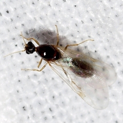 Solenopsis molesta
