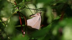 Prochoerodes lineola