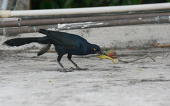 Tropidacris cristata