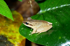 Craugastor longirostris