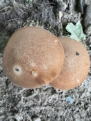 Polyporus radicatus
