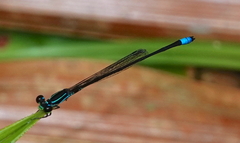 Argiocnemis rubescens