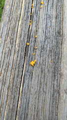 Dacrymyces spathularia