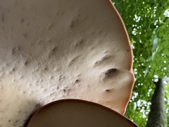 Polyporus radicatus
