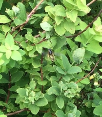 Dolichovespula norvegicoides