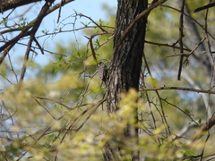 Dryobates mixtus