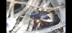 Geocoris