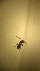 Trichoferus holosericeus