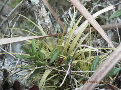 Tillandsia utriculata