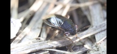 Geocoris