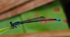 Argiocnemis rubescens