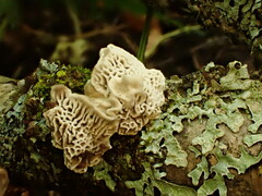 Datronia mollis