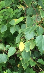 Dolichovespula norvegicoides