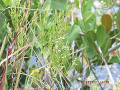 Baccharis angustifolia