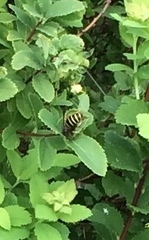 Dolichovespula norvegicoides