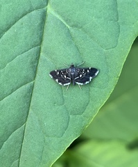 Diathrausta