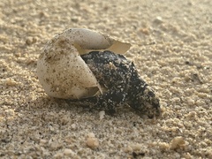 Lepidochelys olivacea